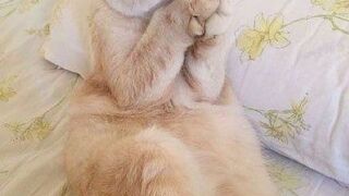 Animals funny video