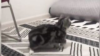 Funniest Animals 2023 Funniest Cats #cats that looks like dance in home