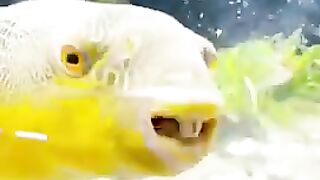 Hello merphy