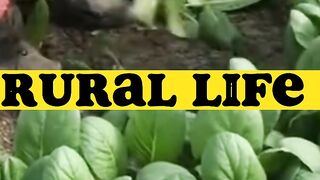 Rural Life New video
