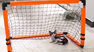 A different kind of guard