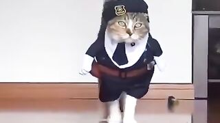 Cats fashion show is very funny Stylish cats