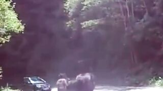 kuda tertabrak mobil