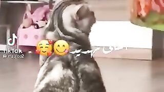 Amazing cats are wonderful