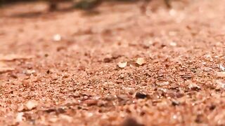 Nature from an Ants view