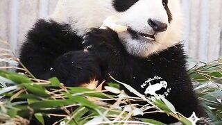 Cute Panda