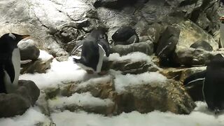 penguin group