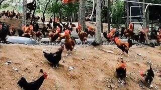 ayam betina yang mempunyai banyak penggemar