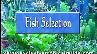 Tropical Aquarium