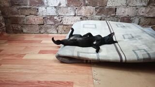 Kucing imut sedang tidur