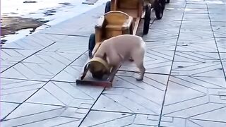 School transport dogs  Dogs that drag vehicles with children