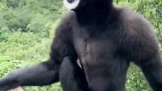 Weird sounds of different Primates