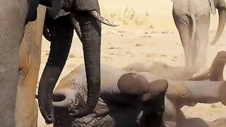 Elephant like diamond ????