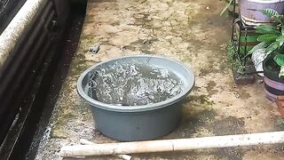 Bejo is taking a bath in the basin