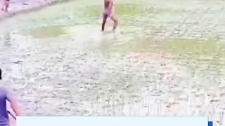 gajah masuk persawahan