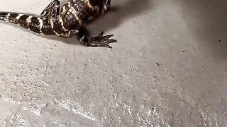 3 months old baby alligator testing out a death roll