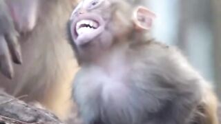 monkey and boy