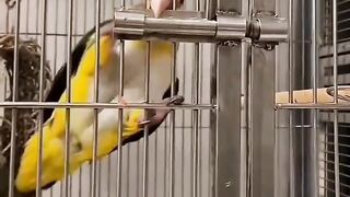 Smart bird