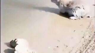 the rabbit can swim