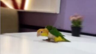 Nice bird