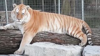 Fancy Tiger