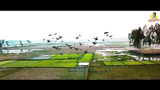 poraner video