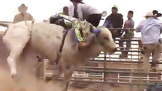 Funny cow