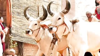 Crazy cow2