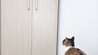 Cats jokes are very funnyAn embarrassing situations of animals