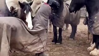 خدعة للاحصنة