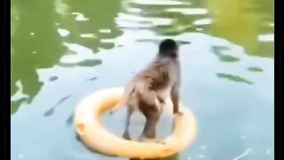 Monkey