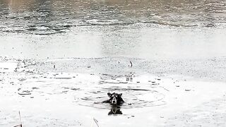 Chinese people Dog Rescue