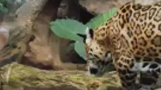 التوغل في وسط غابة الامازون