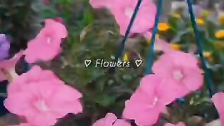 WhatsApp status