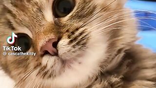 My cat looks at himself. In a camera