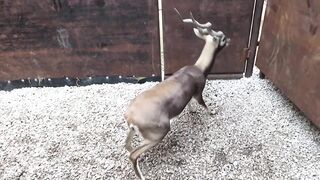 Deer in Farm House