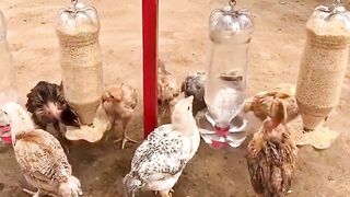 This is how to take care of poultry farming.