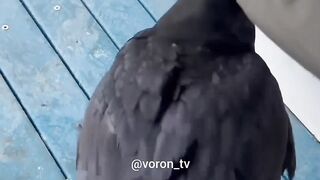 Genius Crow Uses a Stick to Get Food – You Won’t Believe It!"