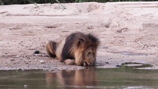 Lions Drinking Water