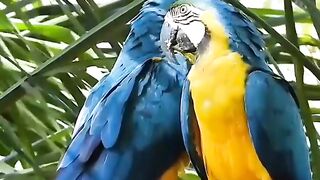 Large macaw parrot yellow and blue colors 2023