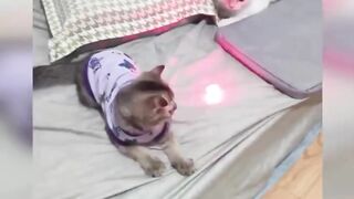 Funniest Animals 2023 Funniest Cats #cats that looks like with laser light