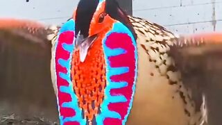 Beautiful Fancy Bird in the word 2023