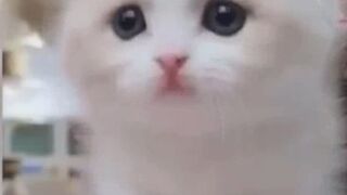 Funny Animals Compilation || Cats and Dogs || Bilzzz