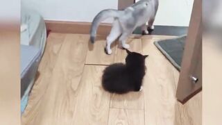 Funniest Animals 2023 Funniest Cats #cats that looks like response to the laser light