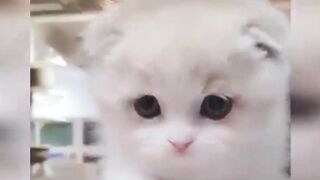 Funniest Animals 2023 Funniest Cats #cats that looks like play in the house