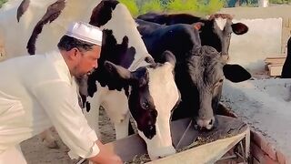 Molvi_Sahb_Phans_Gaye_????_-_Ye_kiya_hogaya_????_-_Khizar_Omer
