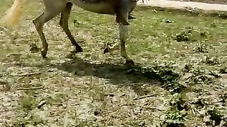 Horse riding