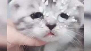 Funniest Animals 2023 Funniest Cats #cats that looks like play in the house with master