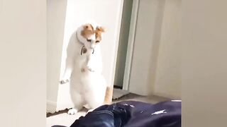 Funniest Cat Videos