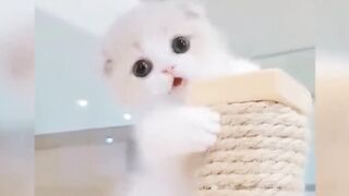 Funniest Animals 2023 Funniest Cats #cats that looks like play in the house with master